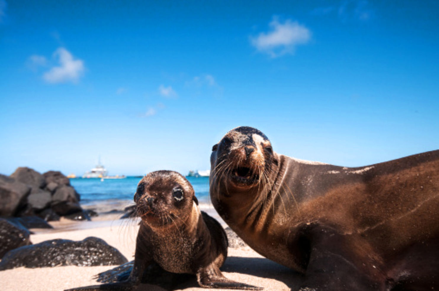 mother seal and cub in the Galapagos Ecuador