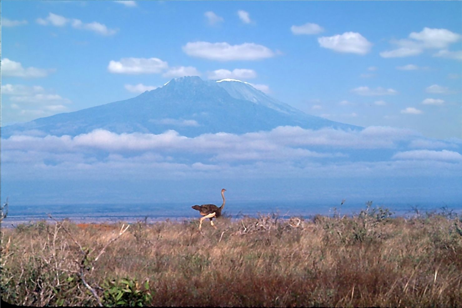 Mt. Kilimanjaro