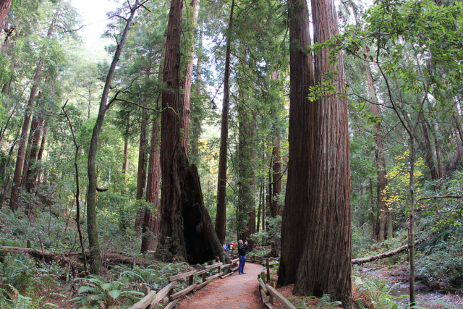Muir Woods National Monument