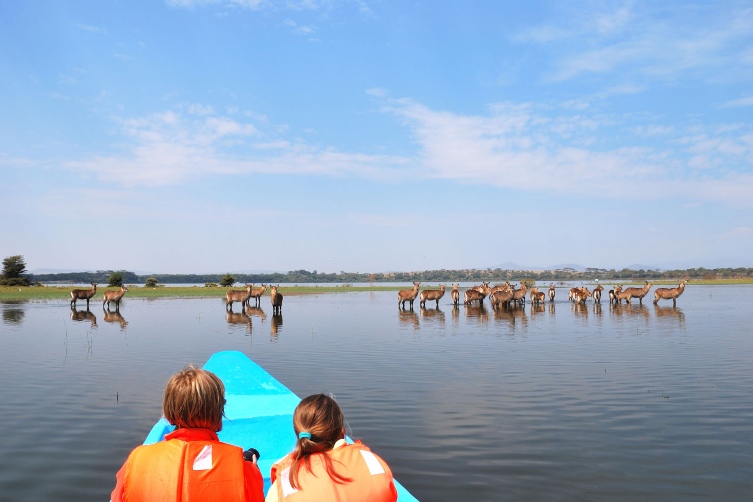 Tourists in boat look at waterbuck antelopes on Naivasha Lake, Kenya, Africa.
