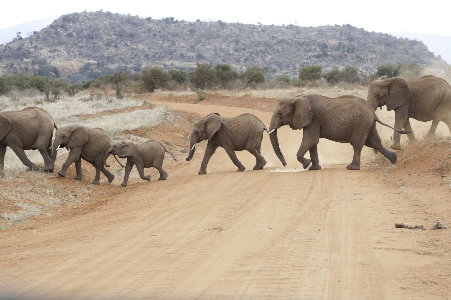 Elephants crossing the road during an African safari in Kenya