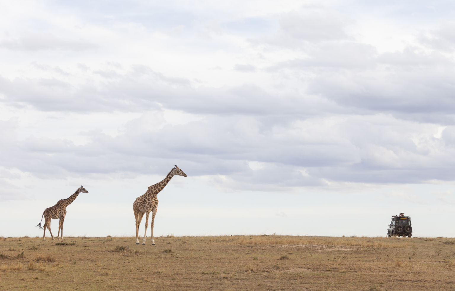 Game viewing vehicle on Safari with two giraffes, Maasai Mara National Reserve, Kenya, East Africa