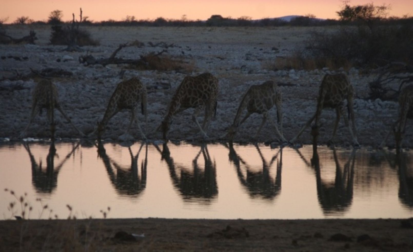 Namibia's Okaukuejo watering hole with giraffes