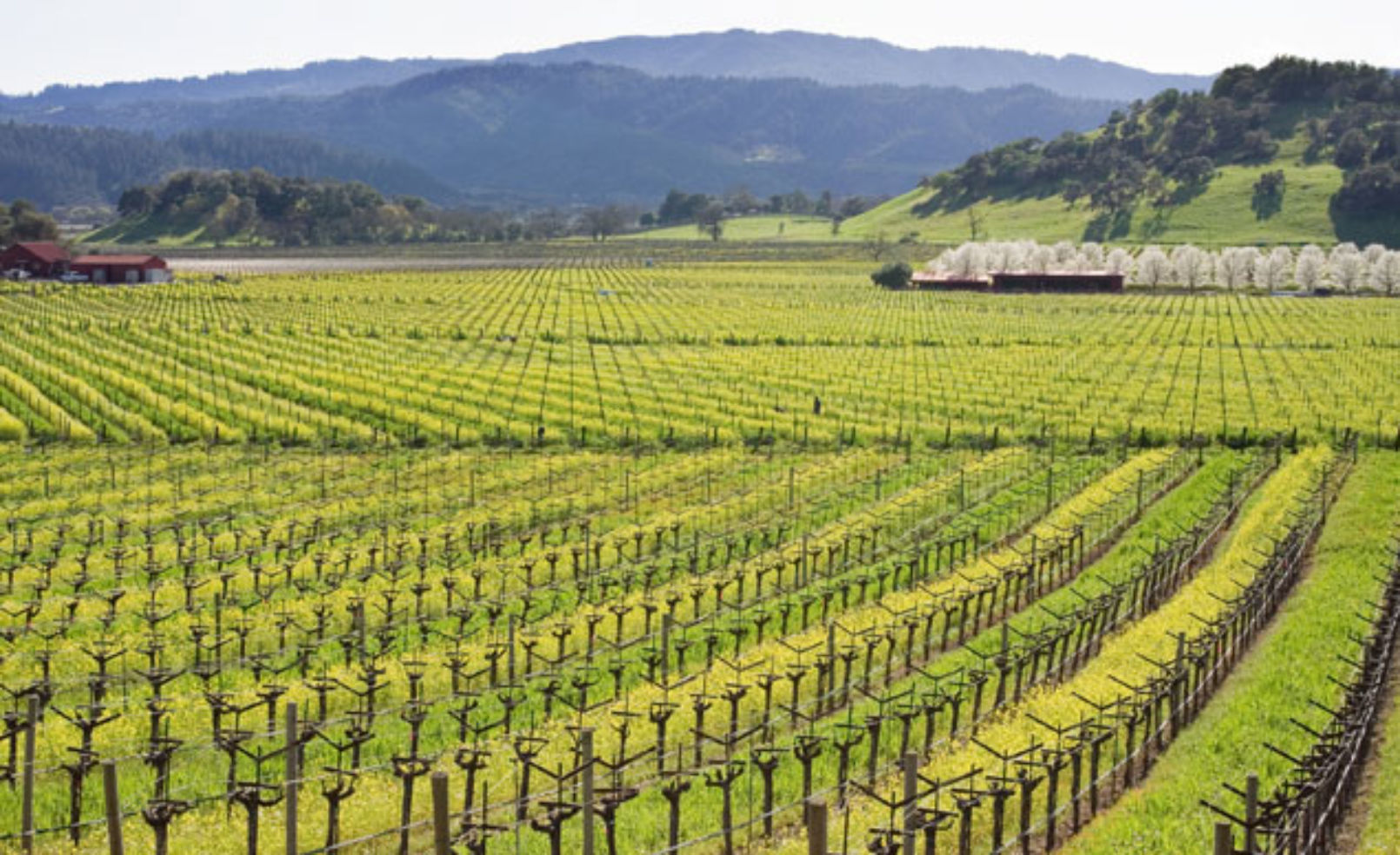 Napa Valley