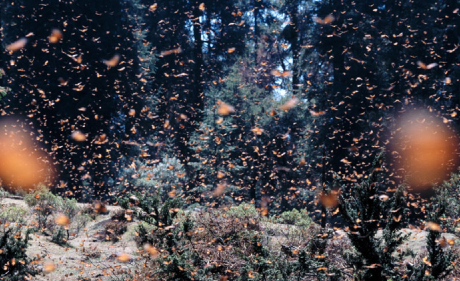 Monarch Butterflies