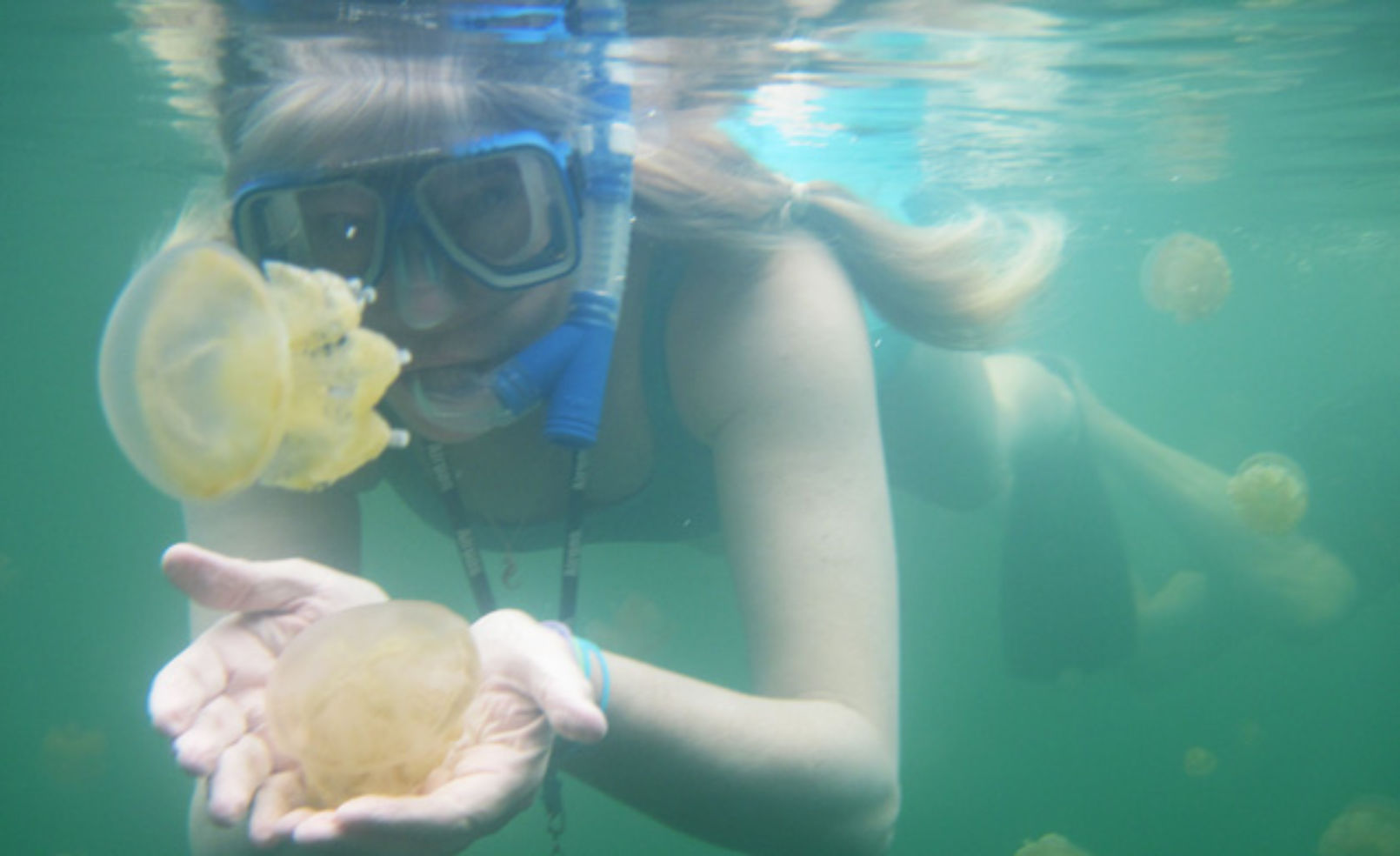 jellyfish in freshwater