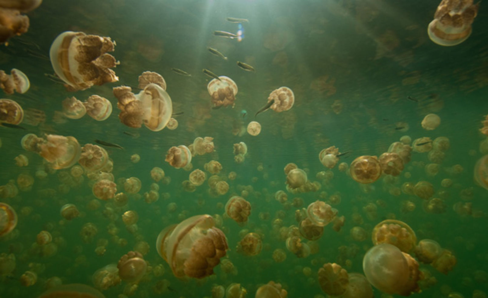Jellyfish in freshwater