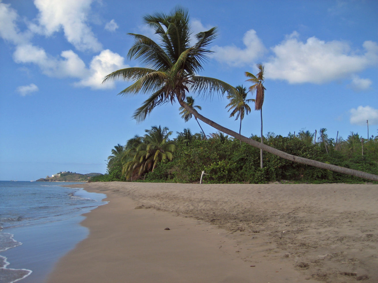 Palm trees on the beach in Nevis