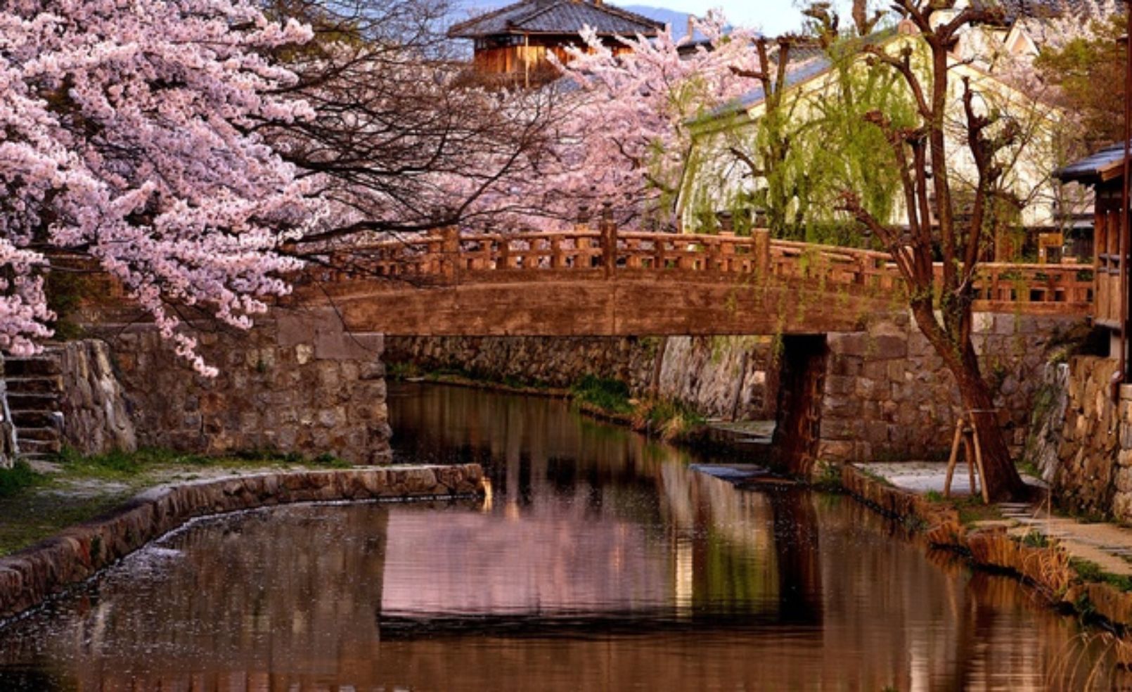 Cherry blossom trees in Omihachiman, Japan