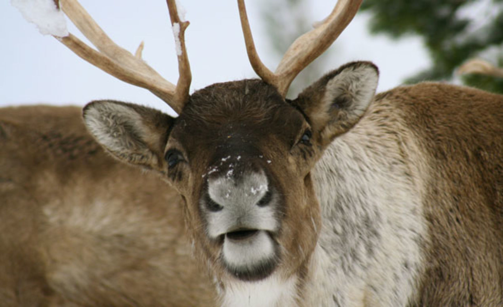 Reindeer
