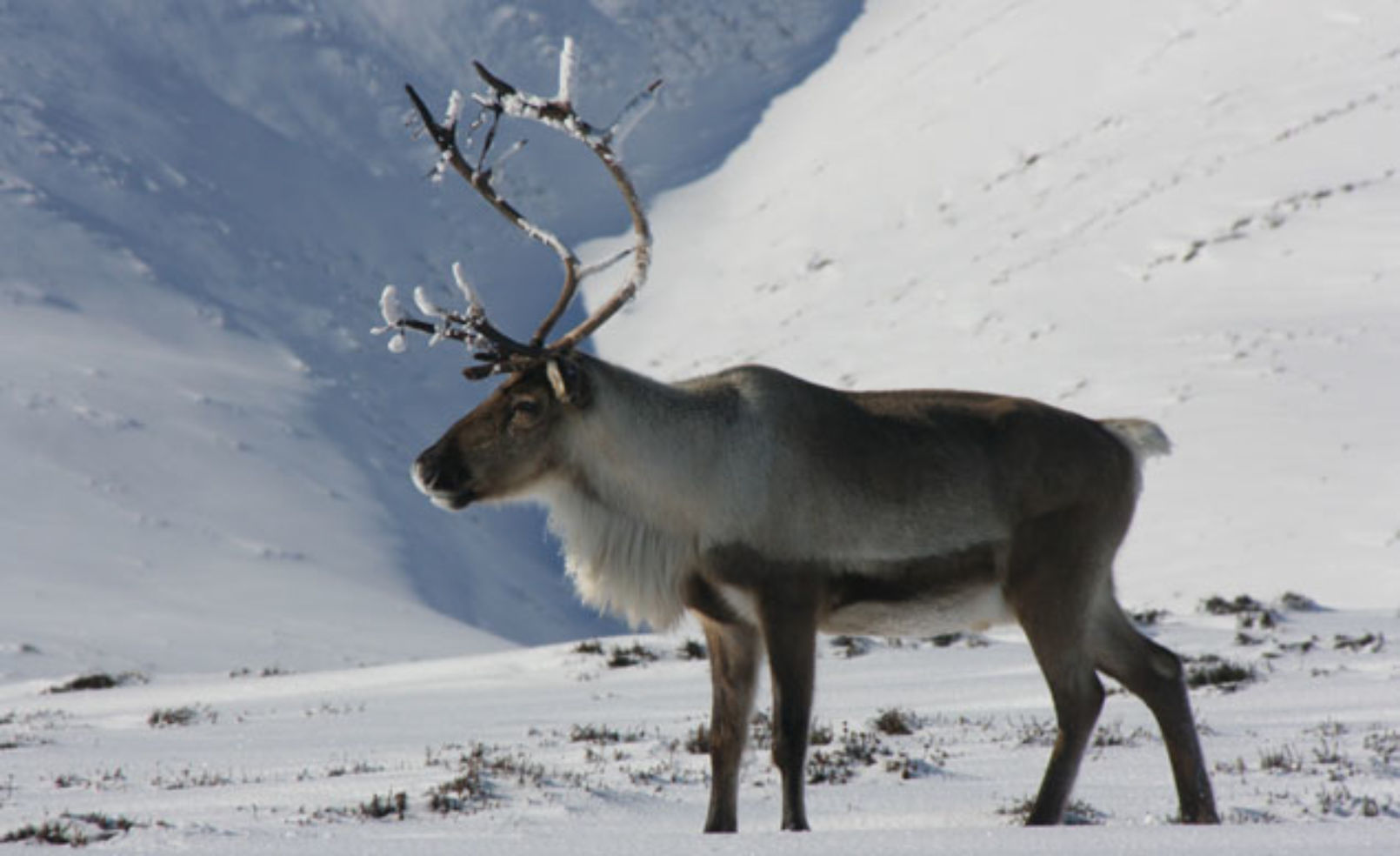 Cairngorm Reindeer