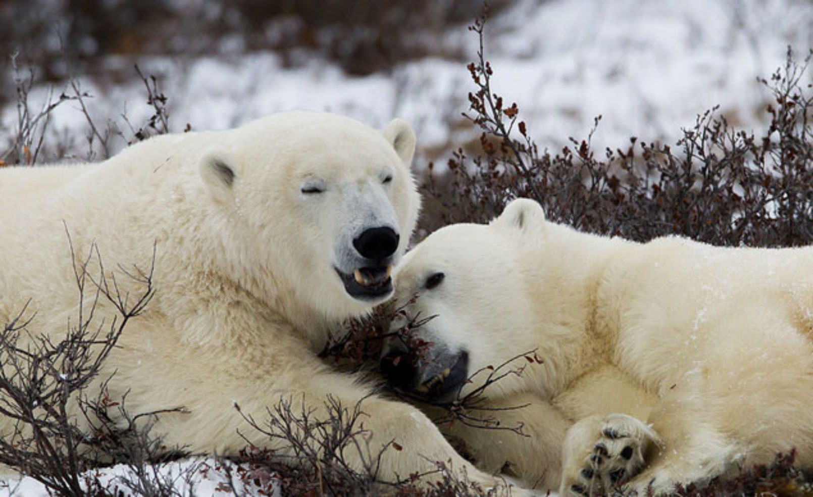 Churchill Wild bears