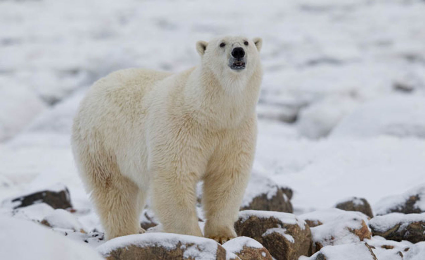Polar Bear at Churchill Wild in Manitoba, Canada