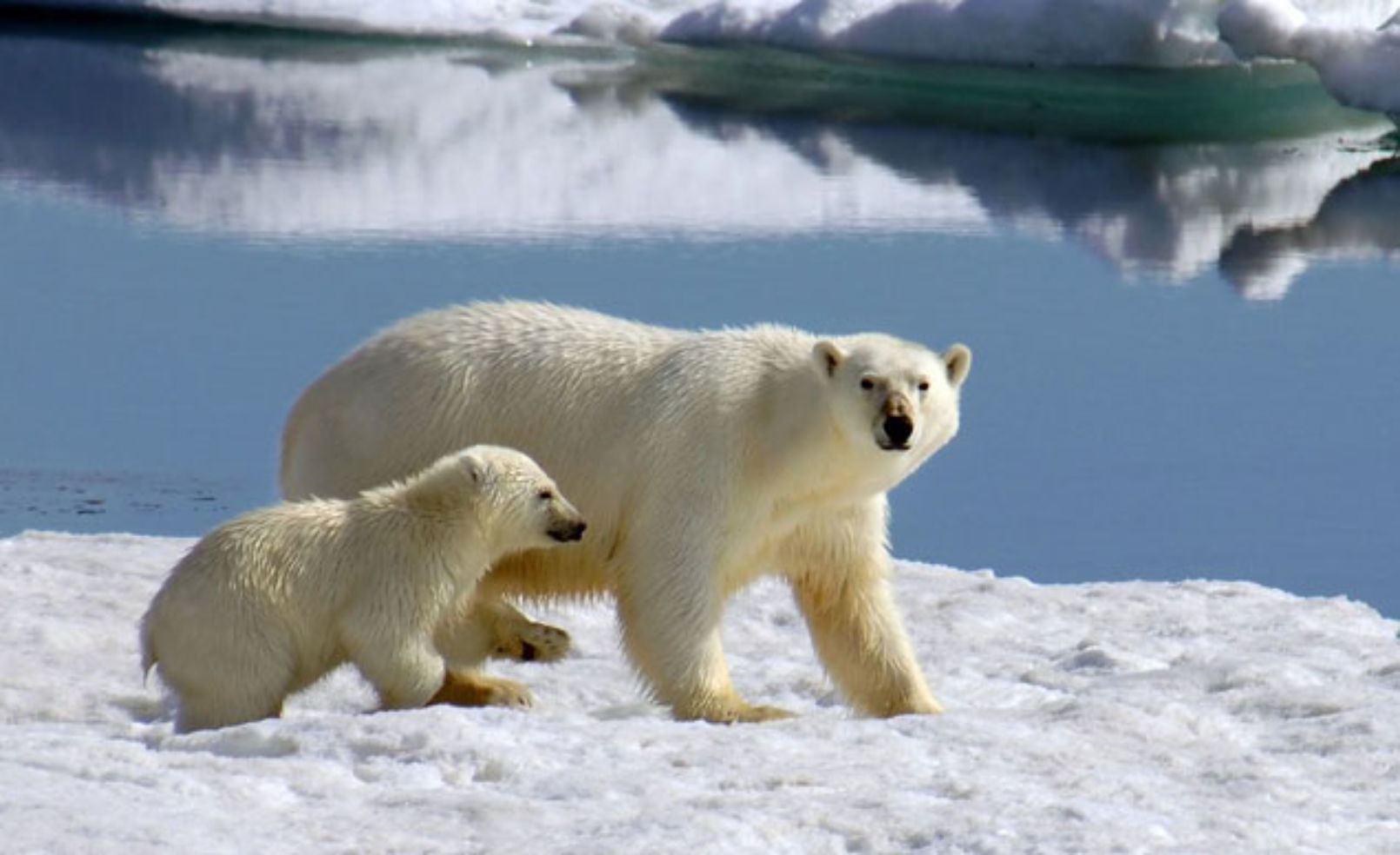 Polar Bear