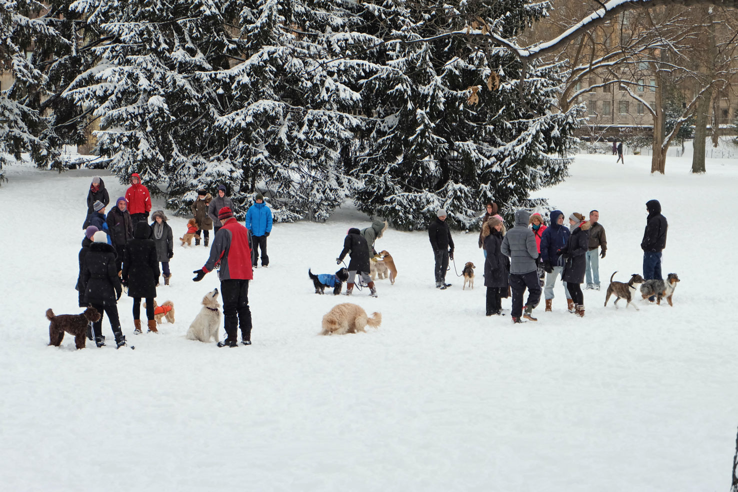 Snowstorm and dogs