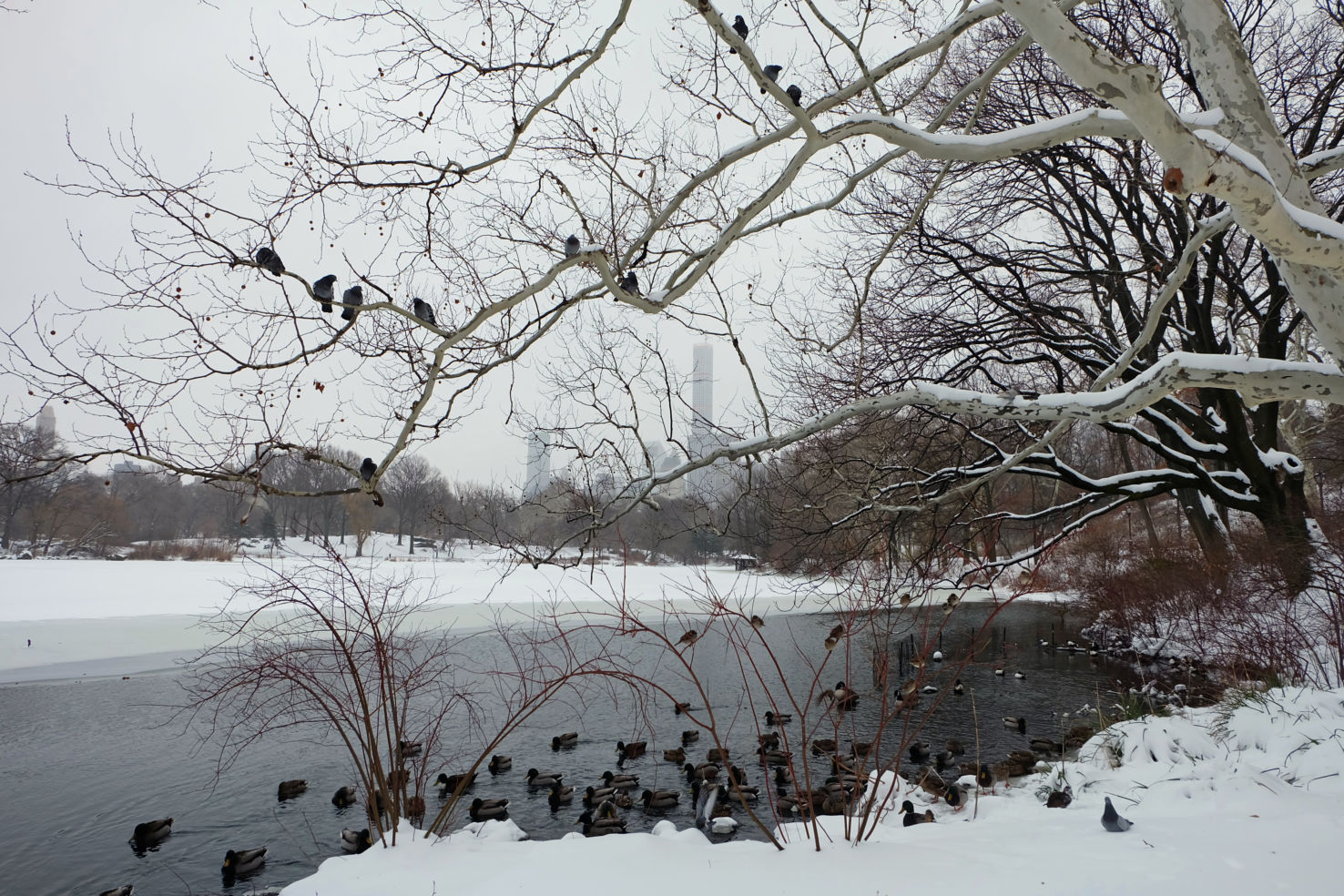 An frozen part of the lake in Central Park