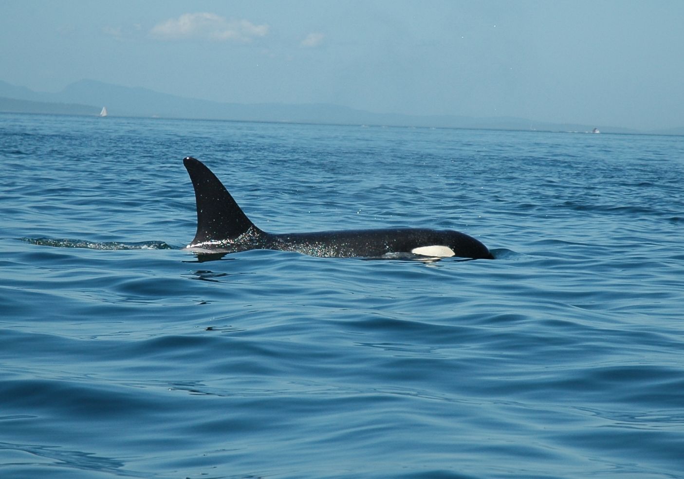 Orca off of the san juan islands