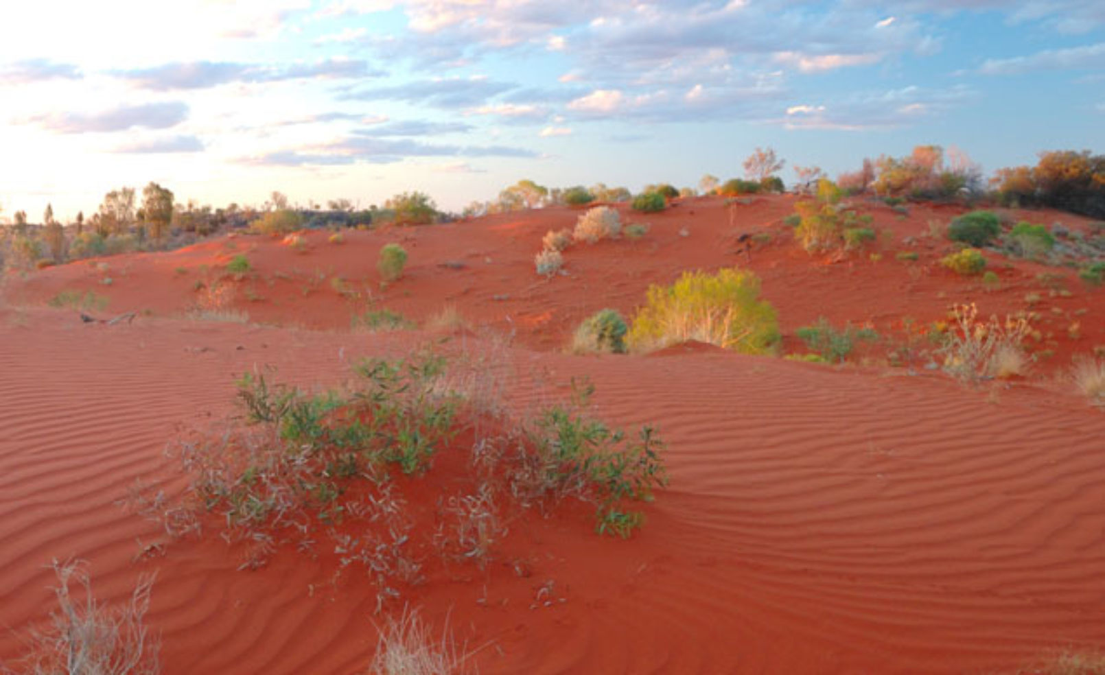 Simpson Desert