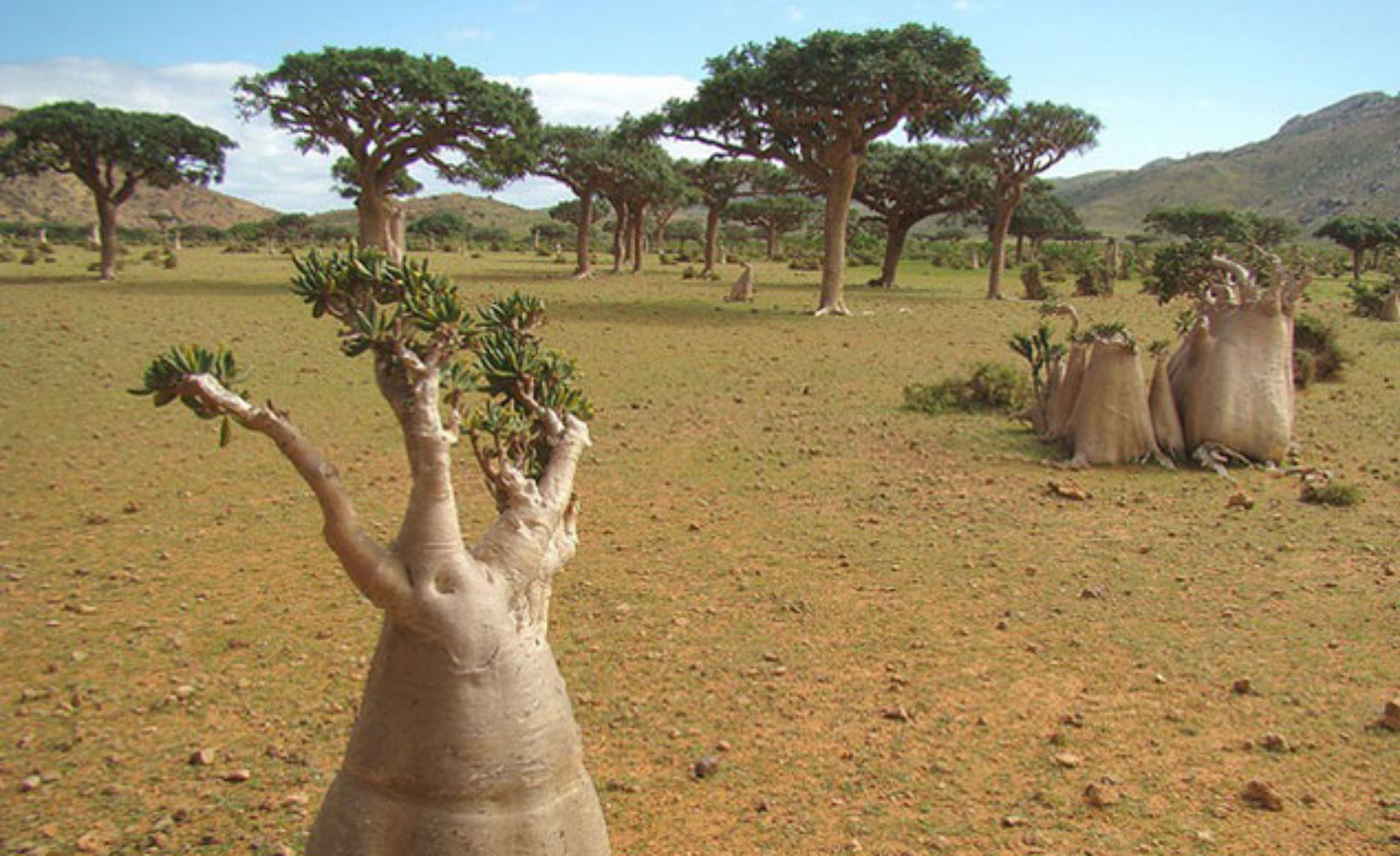 Socotra Island