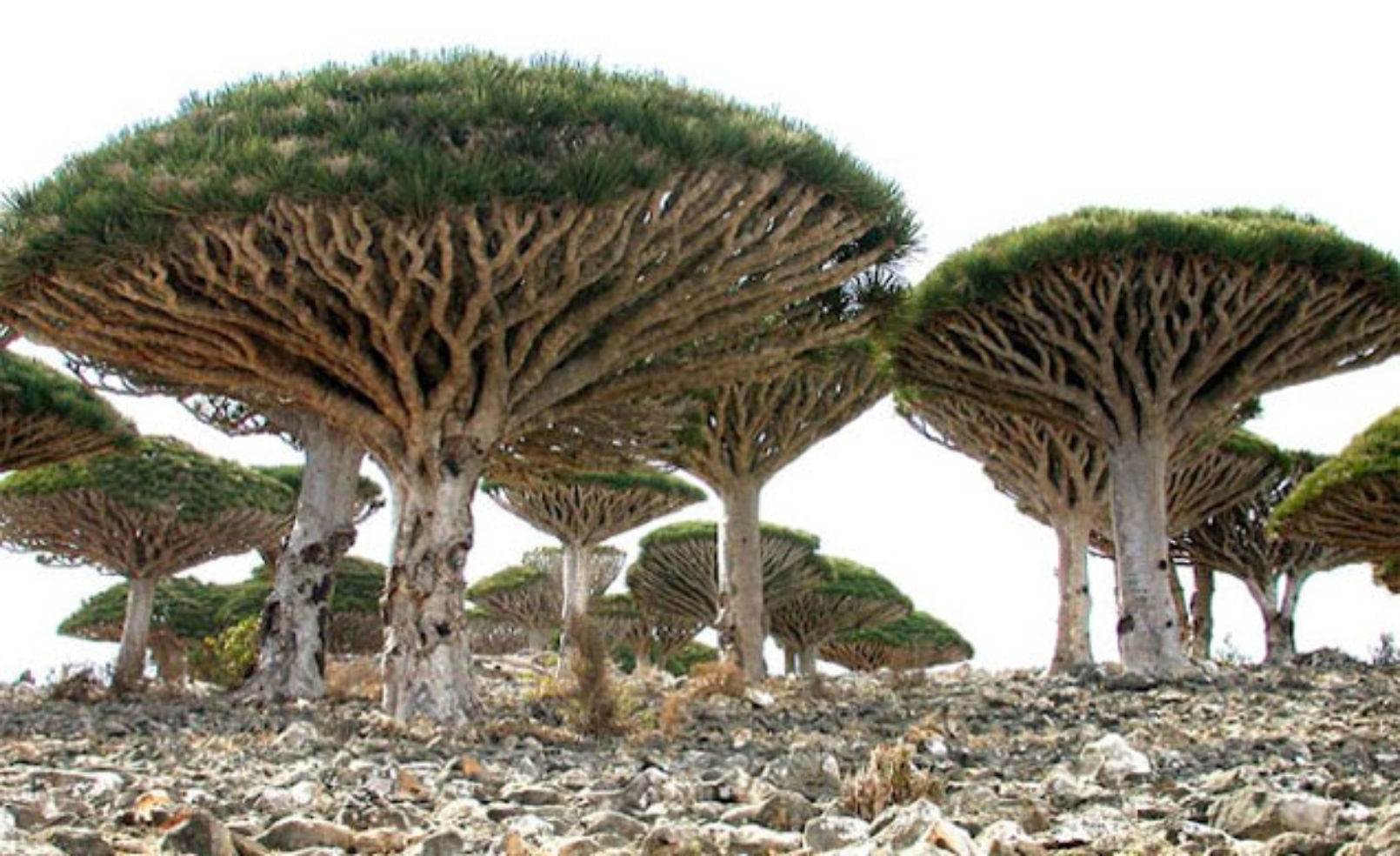Socotra Island trees