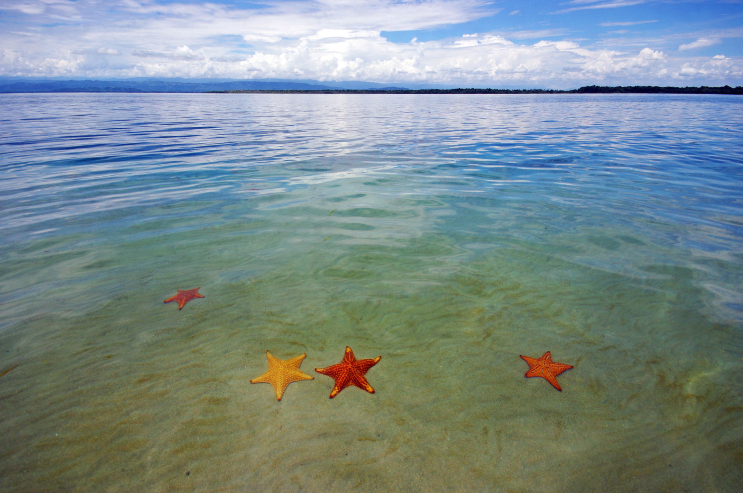 Starfish on the beach in Panama