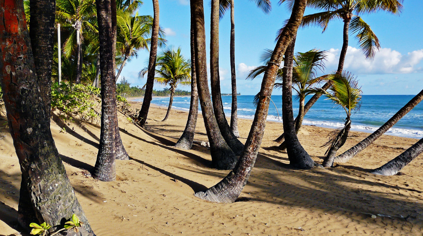 Palm trees on the beach in Puerto Rico