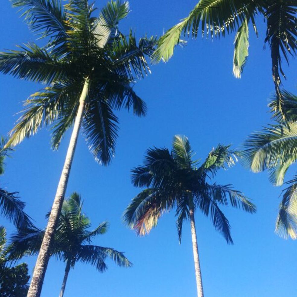palm trees