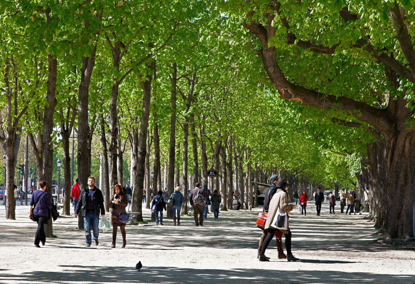 Avenue des Champs Elysees Paris France