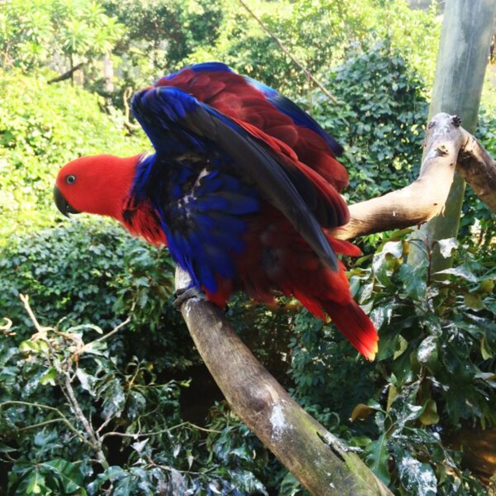 parrot