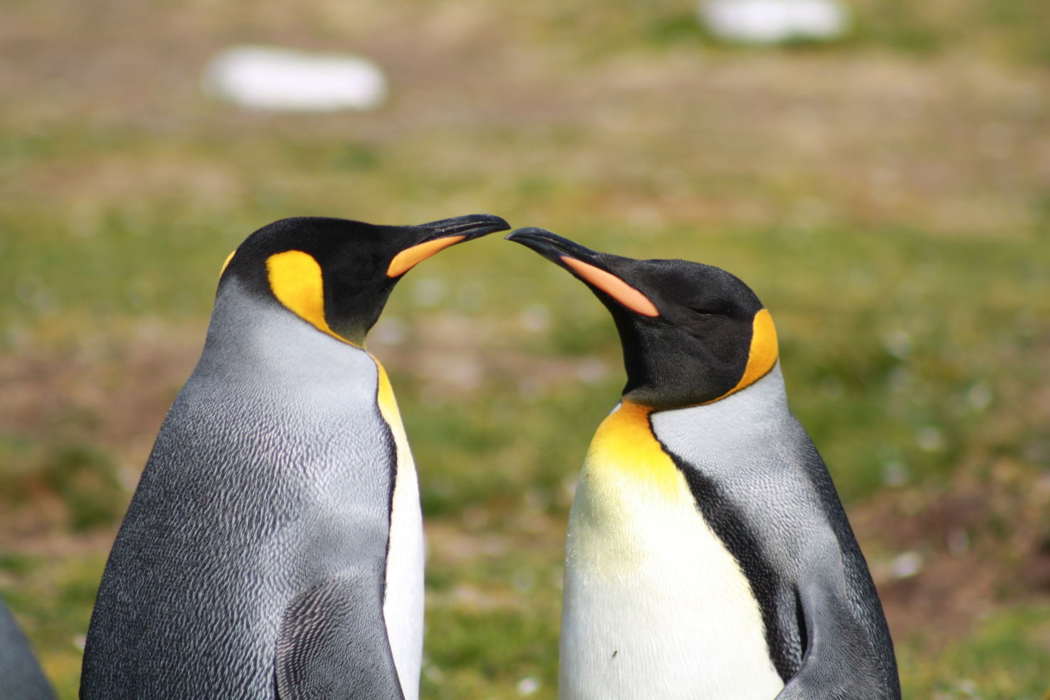 Penguins in the Faukland Islands