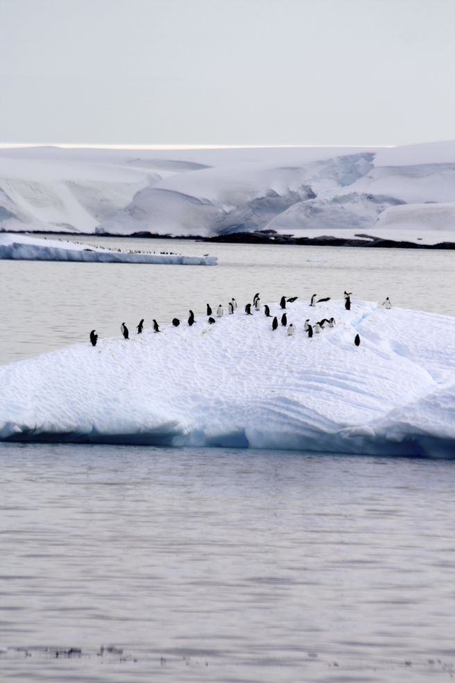 penguins on a glacier in Antarctica