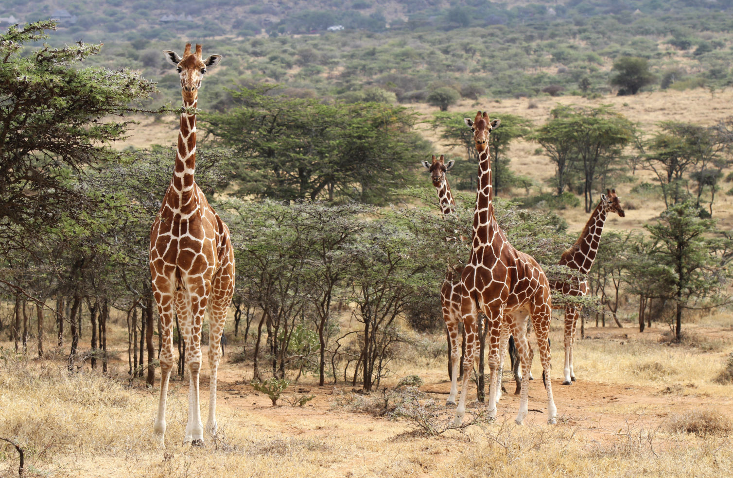 A group of rare reticulated giraffes watch with curiosity.