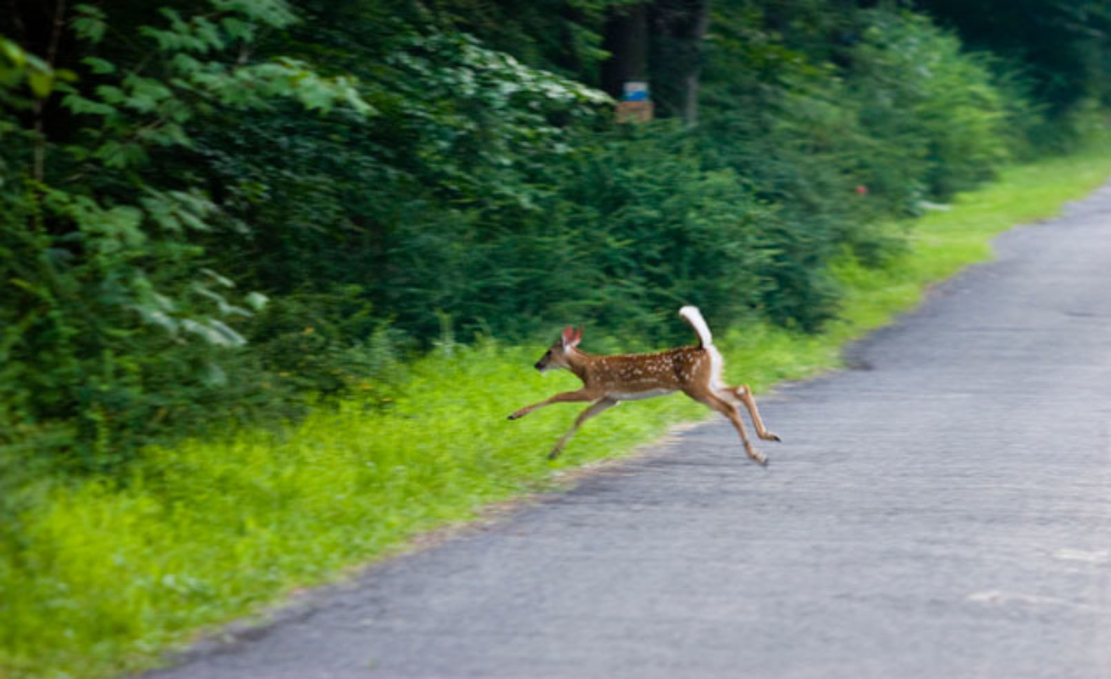 Deer crossing road
