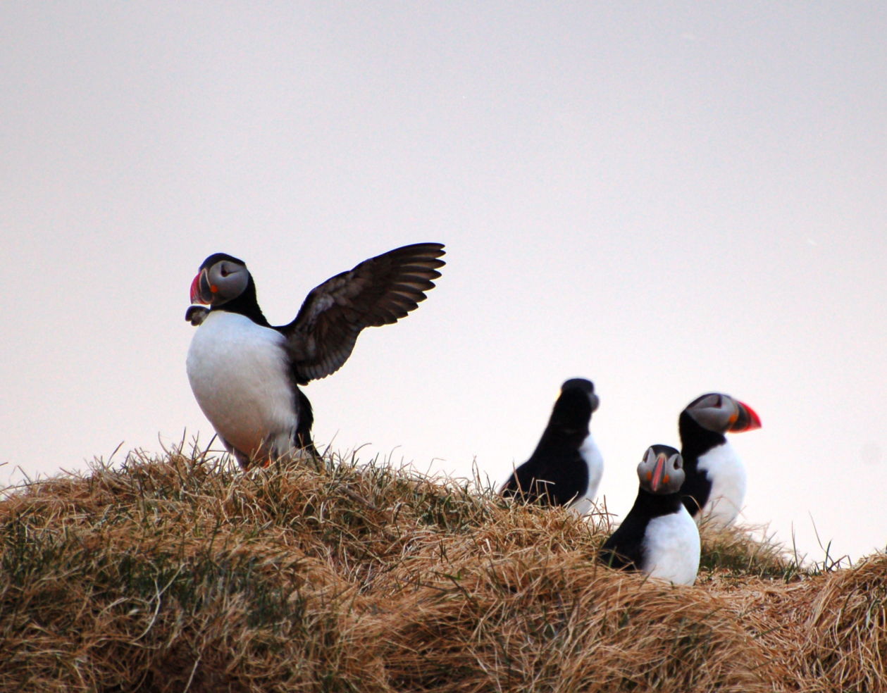 Playful puffins in Iceland