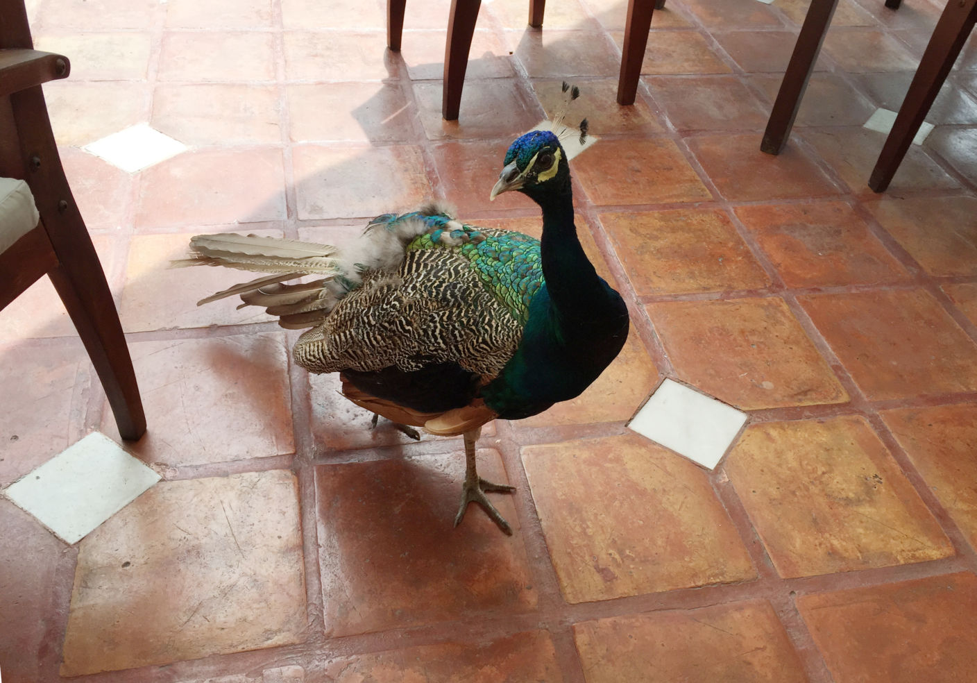 peacocks Casa Velas hotel Puerto Vallarta