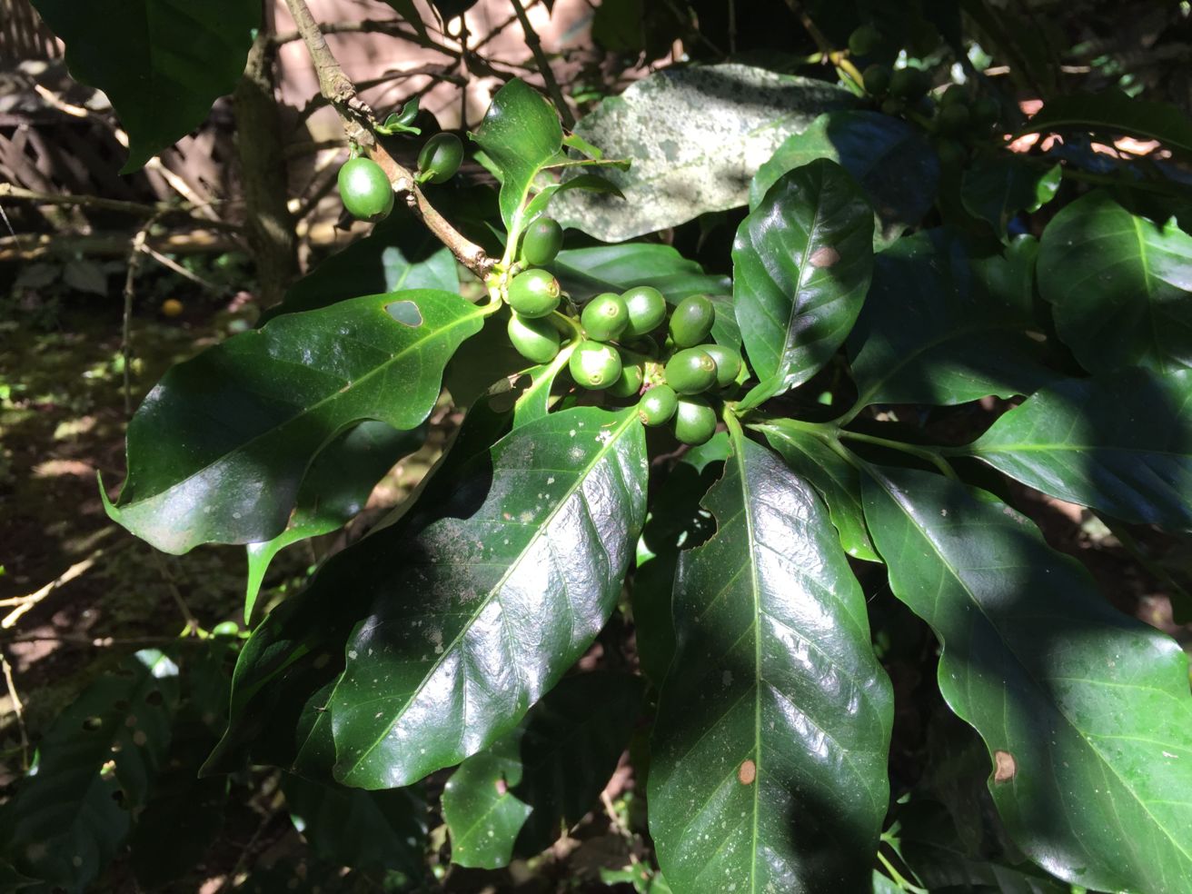 Coffee growing La Quinta Mary