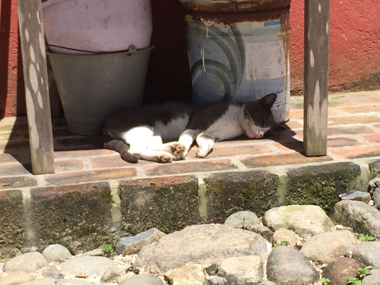 San Sebastian del Oeste cat nap