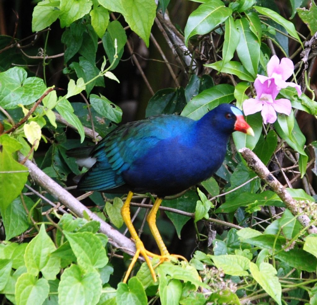 A purple gallinule bird in the Costa Rican rainforest