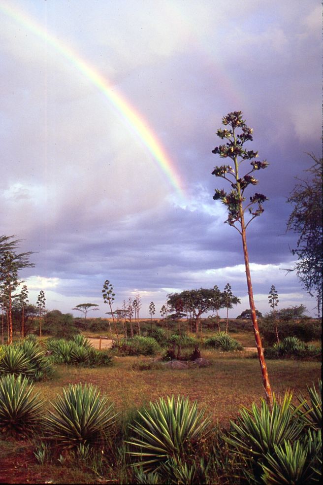 Serengeti, Africa