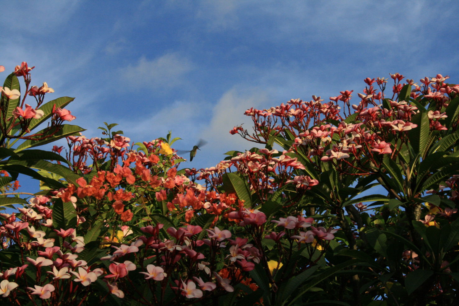 Grenada