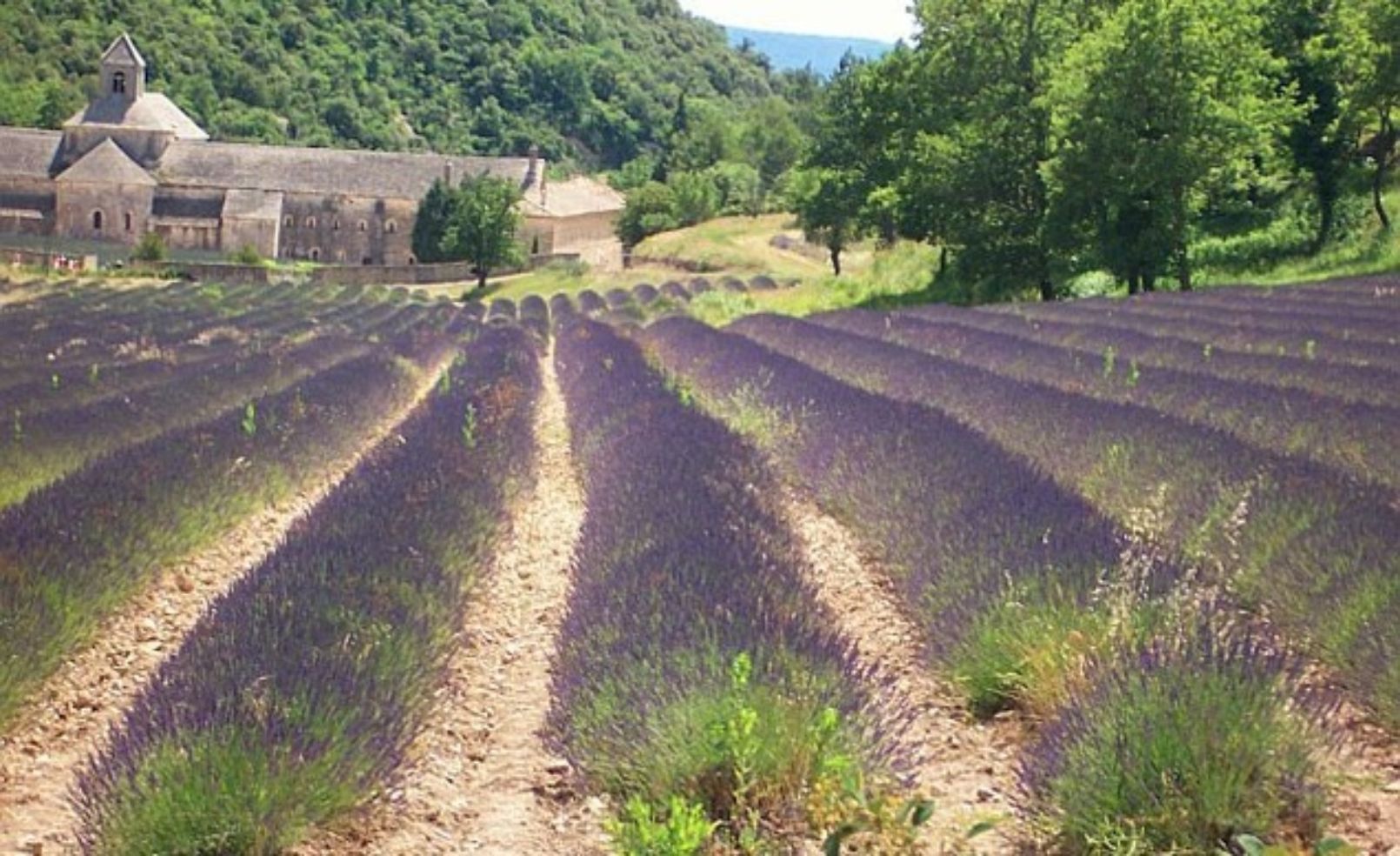 Lavender, Provence