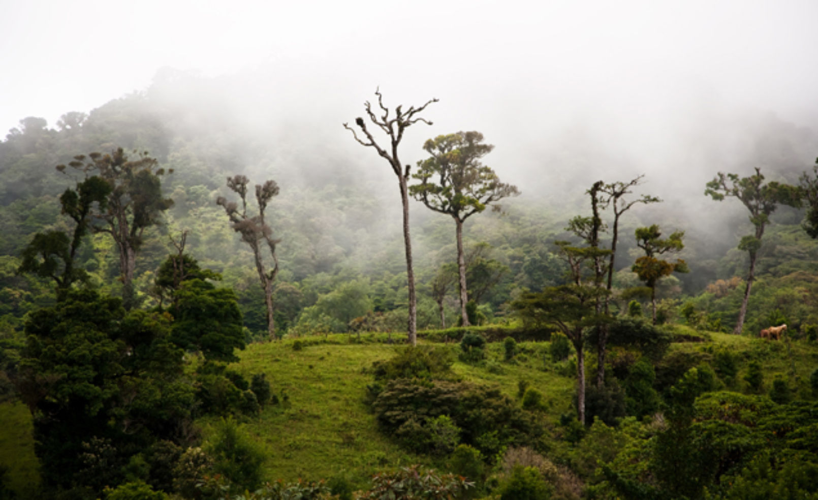 Monteverde