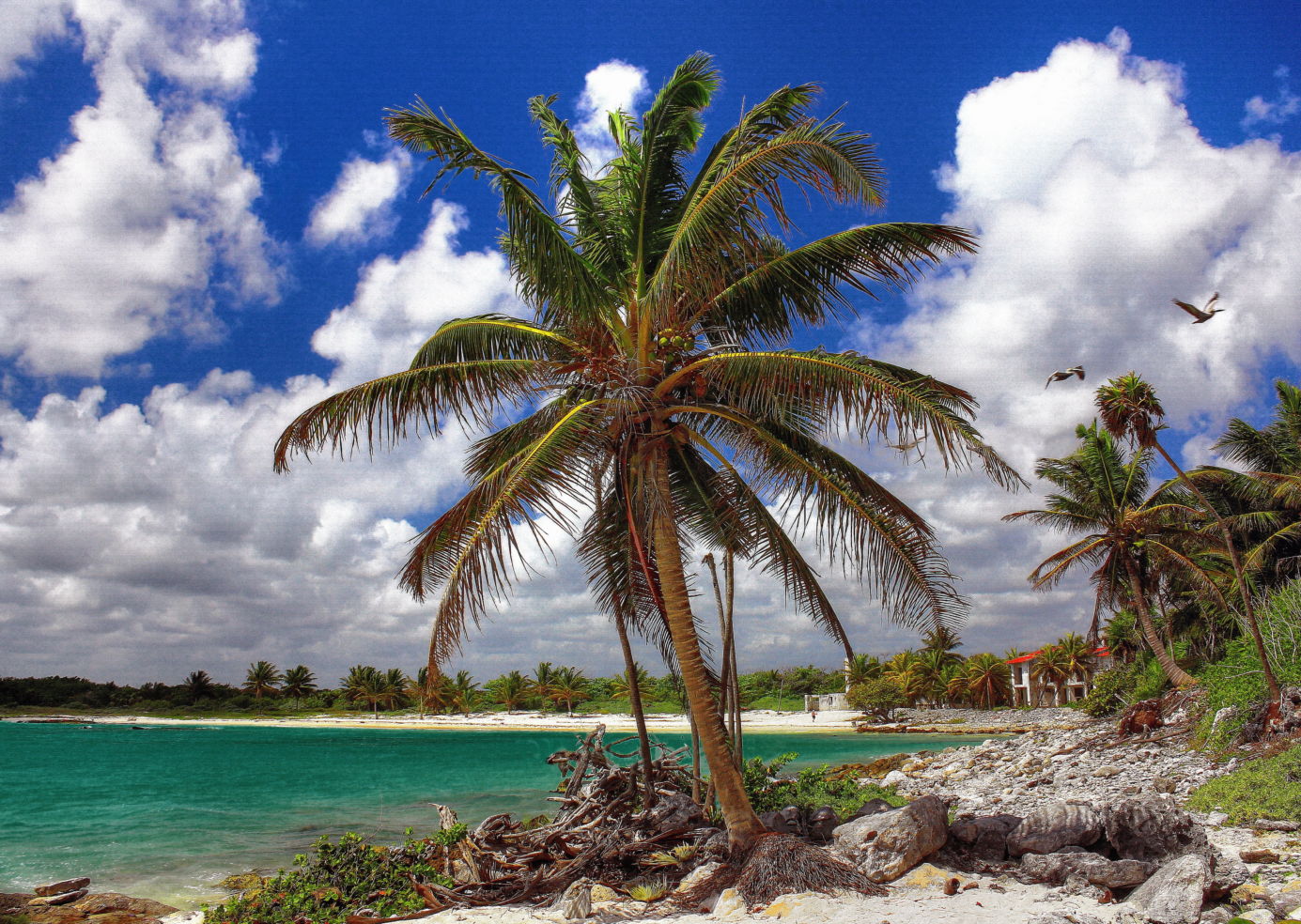 Palm trees on the beach in Riviera Maya, Mexico