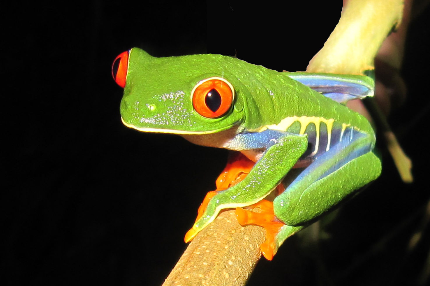 Red eyed tree frog in Costa Rica