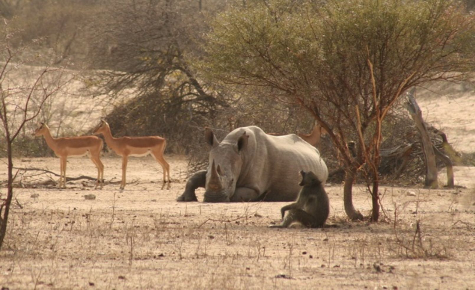 Rhino and baboon in South Africa's Kruger National Park