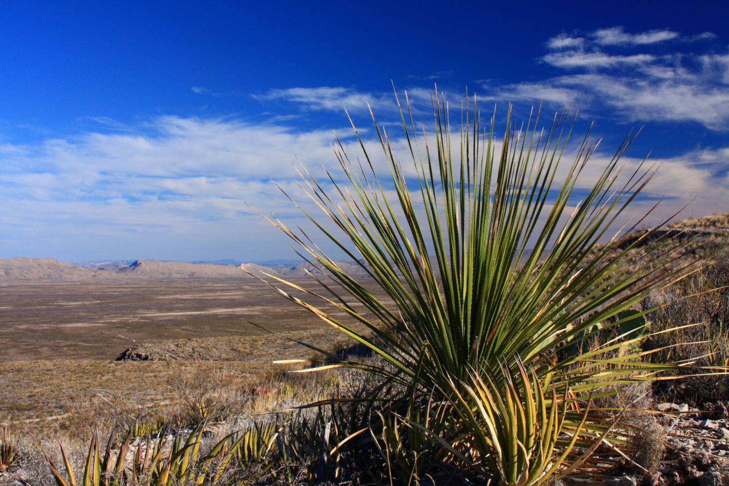 Road-Trip_Big-Bend_cactus