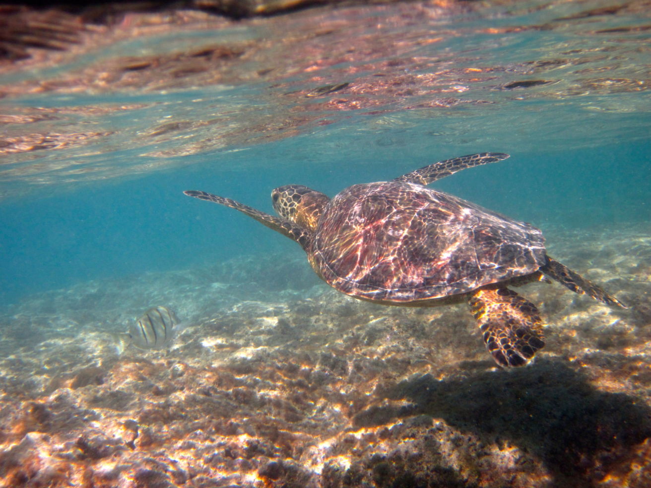 Road-Trip_OAHU_sea-turtle