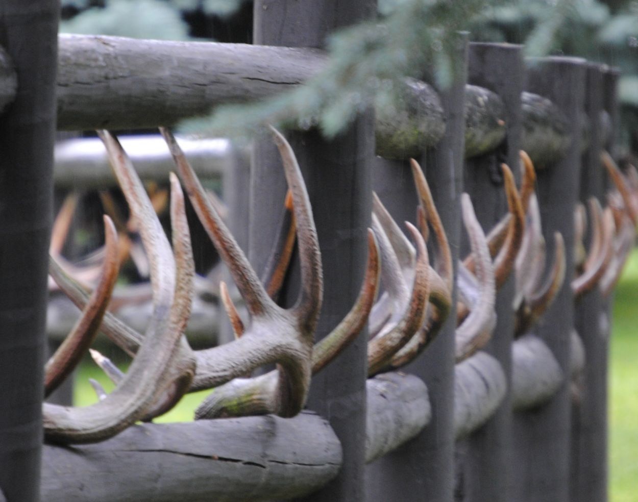 Horns Fence Big Fork, Montana Taken just outside Bigfork