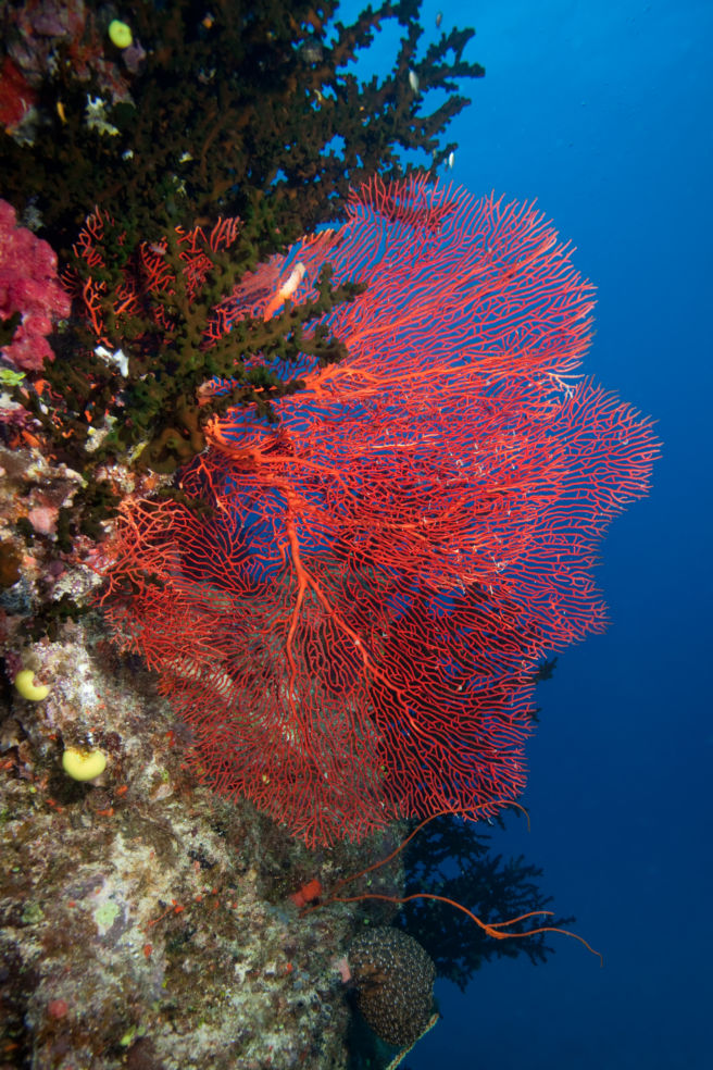 Red underwater sea fan and coral head, Fiji.