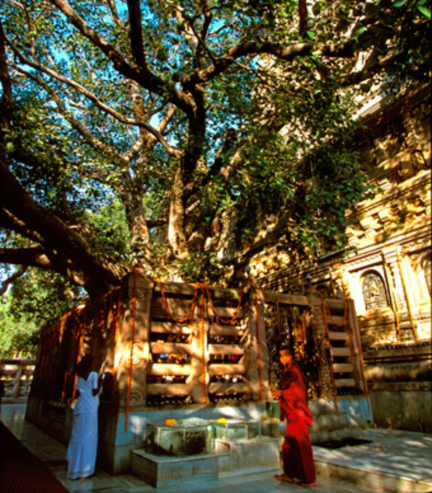 Mahabodhi Tree, Bodha Gaya